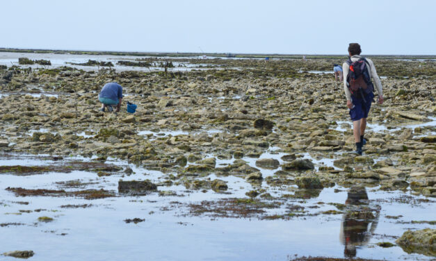 Dans l’île de Ré, des gardiens de la biodiversité