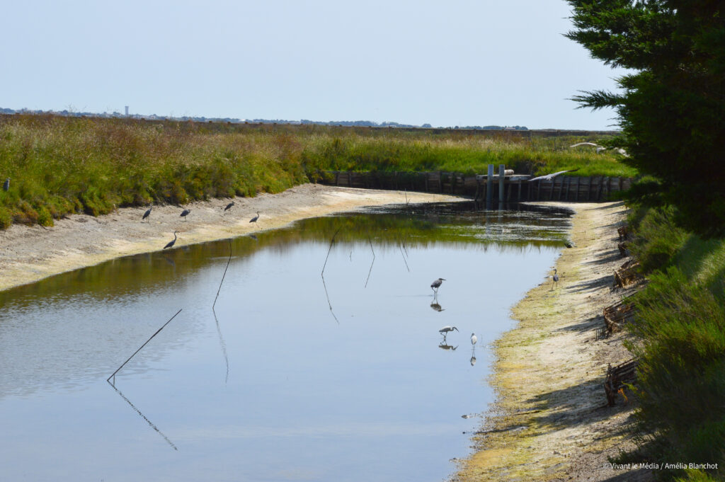 des hérons dans un bassin ostréicole de la ferme aquacole d'ars en ré