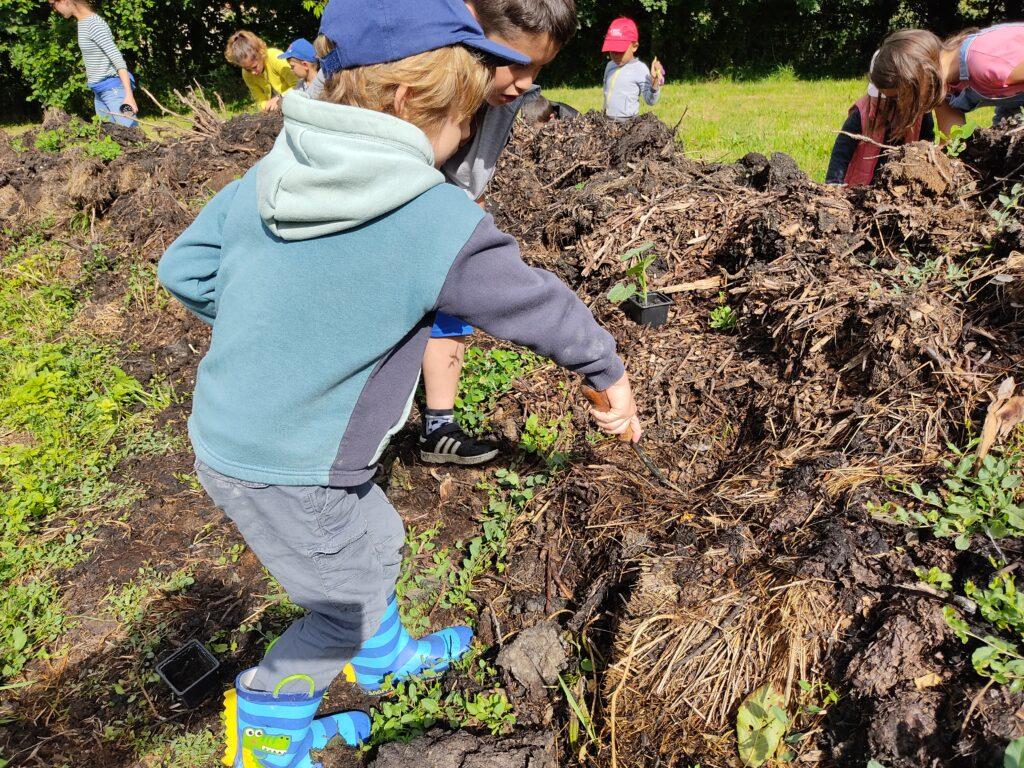 Fin mai, les élèves ont planté des courges et des tomates sur la butte de permaculture de la Grange Ouverte