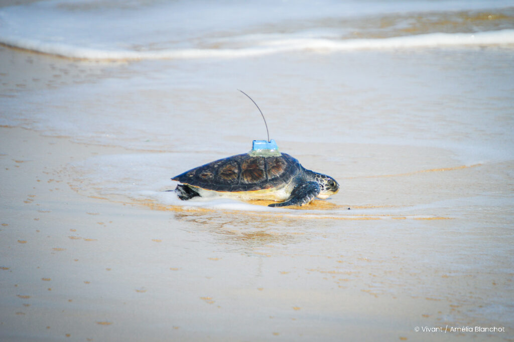 Oum la tortue verte est relâchée vers l'océan