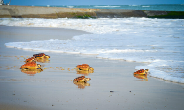 Échouées en masse cet hiver, 116 tortues marines ont retrouvé l’océan  