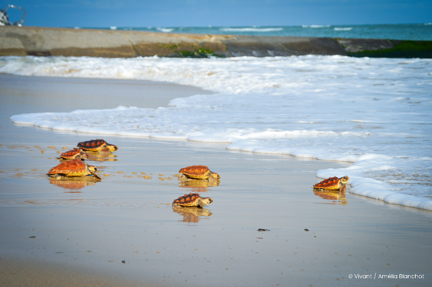 tortues relâchées en mer