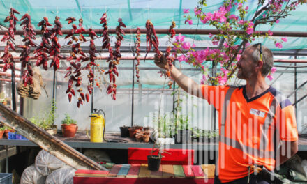 De la ferme à la cantine : à Pons, la commune cultive ses propres légumes