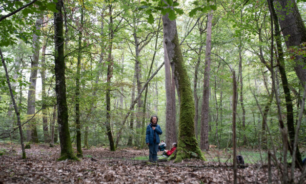 Ligue contre le cancer : les arbres comme alliés aux soins