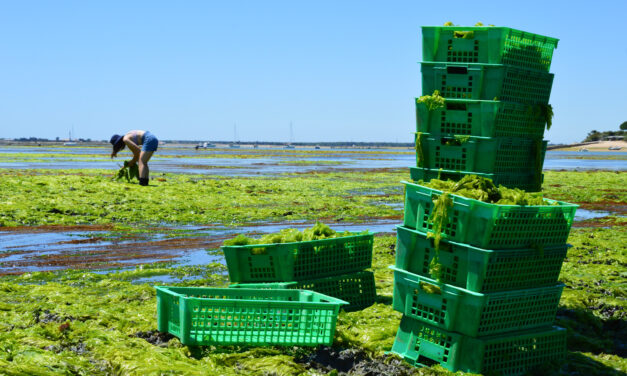 Avec Blutopia, des jeunes s’engagent pour l’alimentation durable