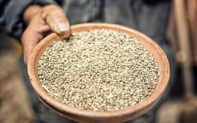 Dans le Mellois, le chanvre alimentaire c’est la santé