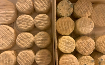 Fromage de chèvre et bien-être animal : Cabri d’Ici ouvre une autre voie